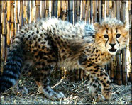 South Africa 99